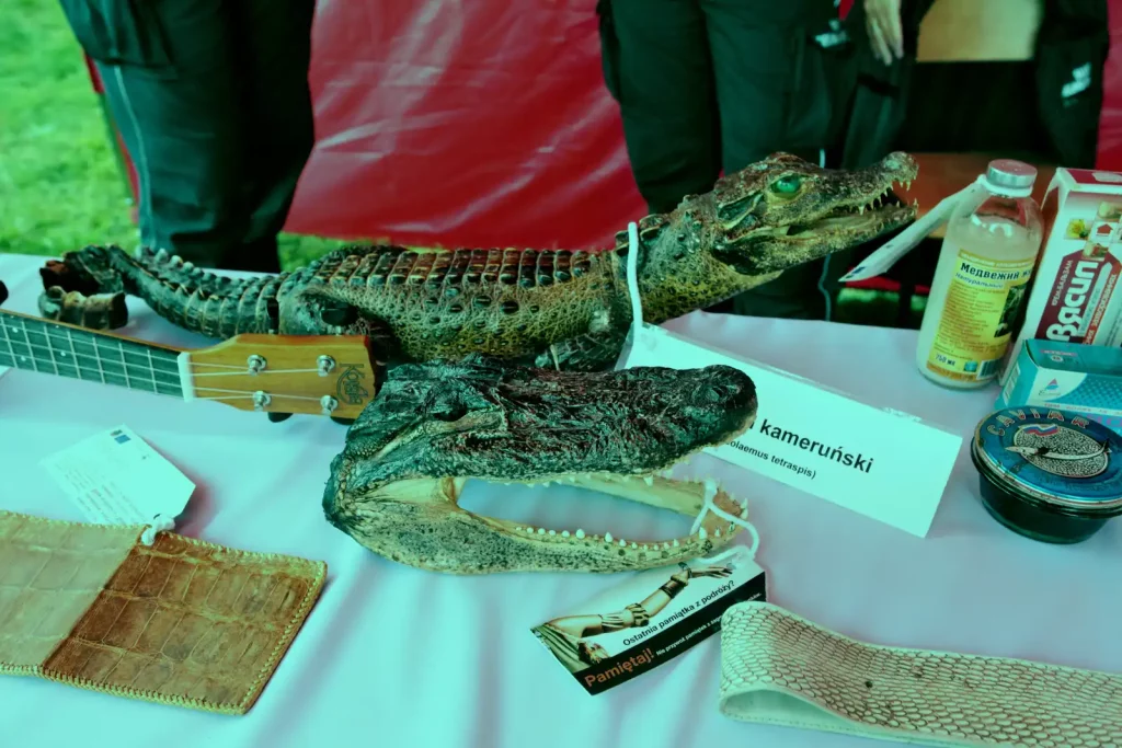 Dolnośląski Festiwal Nauki 2025 – „Nauka jest Chrobra”